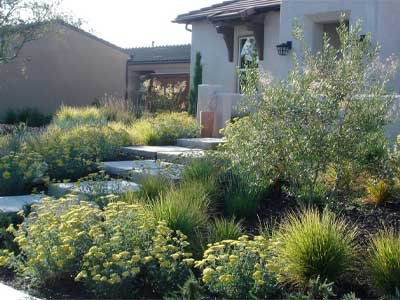 前院用耐旱植物代替草坪