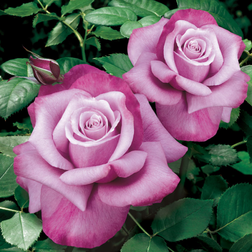 芭芭拉史翠珊——寻找最大的玫瑰香味?这是你的朋友,花大,并淡出薰衣草中心红色边缘。(图像通过杰克逊和帕金斯)
