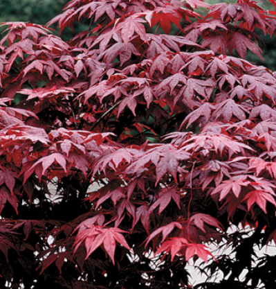 红枫叶片日本枫树——图像通过杰克逊和帕金斯