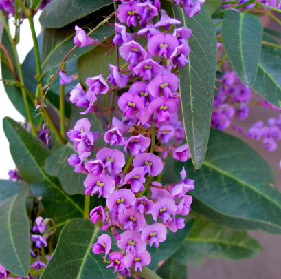 淡紫色的葡萄树,通过Pinterest形象