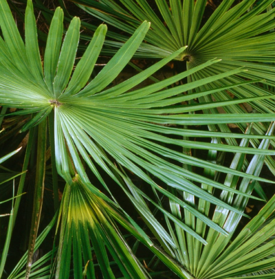 Acoelorrhaphe wrightii (Paurotis palm)