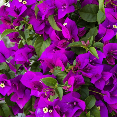 叶子花属女王(紫色)