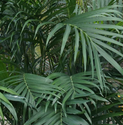 Chamaedorea cataractarum(猫palm)