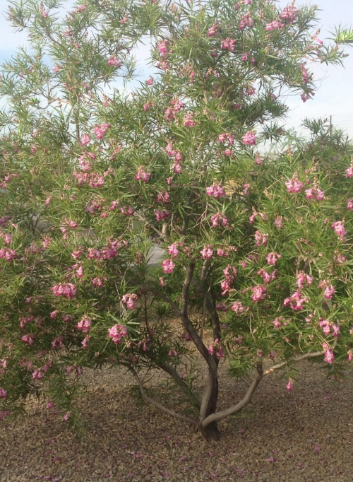 沙漠柳树——Chilopsis linear及其许多栽培品种是珍贵的小标本树，特别是在德克萨斯州和西南部。它有美丽的花朵和结构，而且非常耐旱。图片来自MSWN