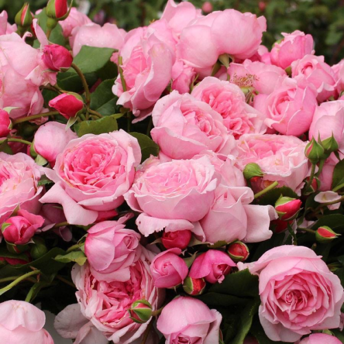 吻我——另一个超级(愉快)芳香的玫瑰,与大,经典粉色花朵。很容易生长,超级抗病品种,与美丽的花朵整整一个夏天。(图像通过梅尔维尔)