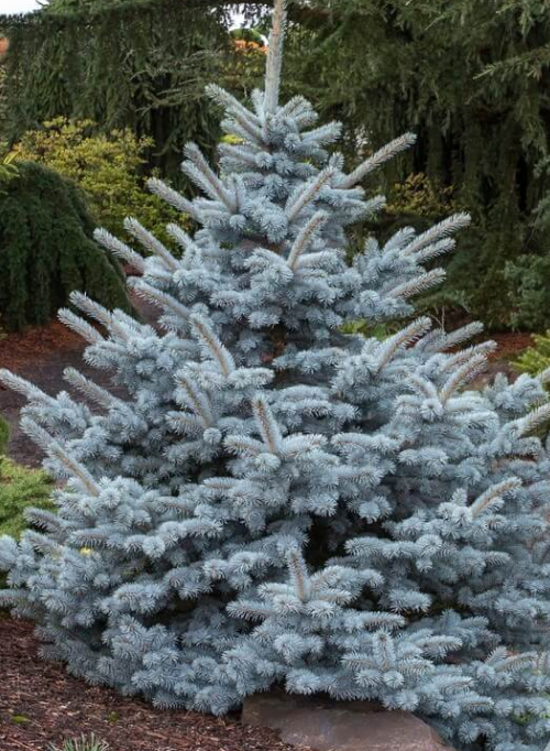 科罗拉多云杉——也被称为蓝色云杉，云杉是另一种有着引人注目的银蓝色针叶的神奇针叶树。它很容易种植，单独种植或大量种植都很好看。如果分组或成行种植，要留出空间——这种植物会长得相当大。图片来自怀俄明州工厂公司。