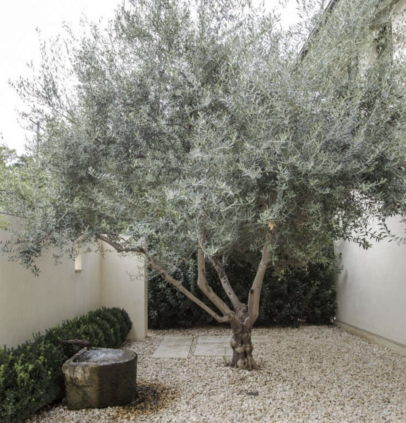 无果橄榄树(威尔逊)通过Gardenista