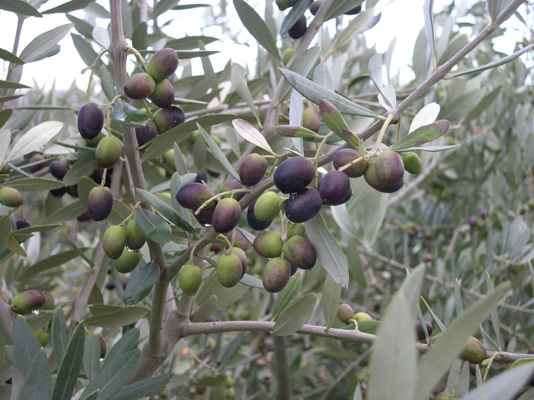 突尼斯橄榄树品种Chemlali上美丽的果实