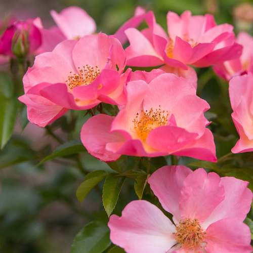 风靡一时——华丽的鲜切花,开始在一个出色的色调,逐步把粉红色。伟大的抗病性,重复盛开,易护理。(通过Pahl形象的市场)