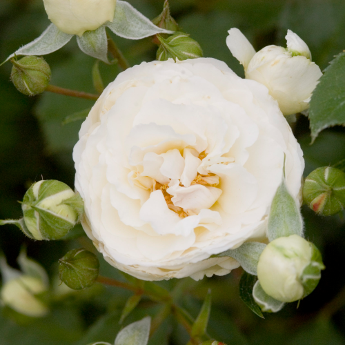 雪堆——另一个可靠的白玫瑰,这产生一大鲜切花在整个生长季节,同样,在地面或容器。(通过Pahl形象的市场)