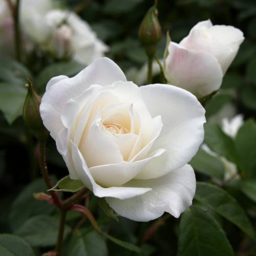 冰山——最受欢迎的白玫瑰。“冰山”精湛的抗病性和几乎没有荆棘,并迅速地生长产生茂密的树叶和鲜花。(图像通过蹲下)