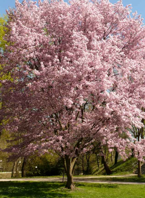 PRUNUS(樱桃和李子)-有着奶油粉色的花朵和优雅的结构，PRUNUS serrulata ' Kwanzan '是一棵引人注目的标本树。它的表亲弗吉尼亚Prunus virginia ' Sucker Punch '是另一个受欢迎的选择，以其深紫色的叶子而闻名。美国本土的Prunus属植物在栖息地价值上与橡树不相上下。图片来自Nature & Garden