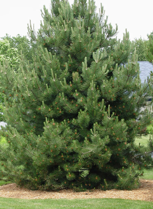 松树——高大而庄严的松树在景观中具有强大的特征。在西部山区，黄松是一种大而受欢迎的选择，还有一种非本地的、较小(但仍然很大)的奥地利松。图片来自McKay Nursery