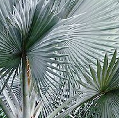 墨西哥蓝色棕榈——图像通过坦噶
