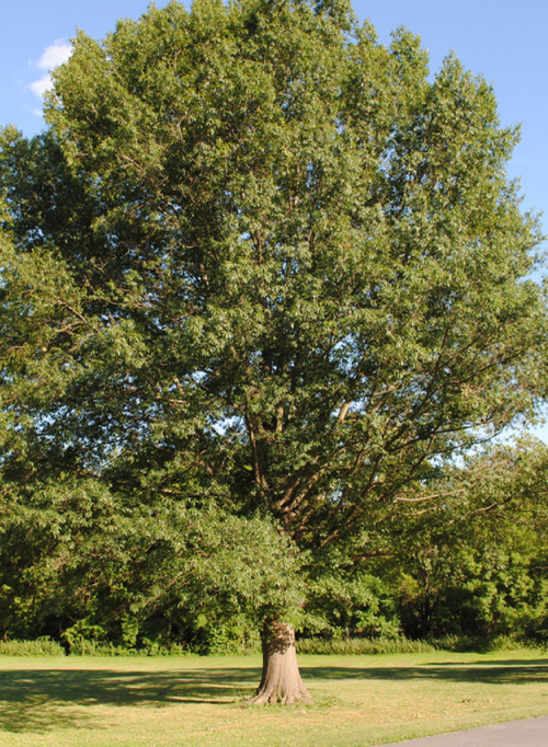 橡树——作为栖息地的冠军，橡树在全美范围内养活了897种毛毛虫(相比之下，紫薇却没有养活任何物种)。橡树也很美丽，是加州和德克萨斯州风景的象征，在这个国家的许多其他地方。大叶栎(Quercus agrifolia)在加州湾区非常受欢迎，而弗吉尼亚栎(Q. virginia)和斐洛斯栎(Q. phellos)则是南部和东南部的主要树种。Bur Oak是美国大部分地区的本土树种，Chinkapin Oak是科罗拉多州风景中的热门树种。我们的建议是:和你当地的苗圃谈谈，找到适合你所在地区的最好的橡树——有很多可供选择。图片来自Native Nursery