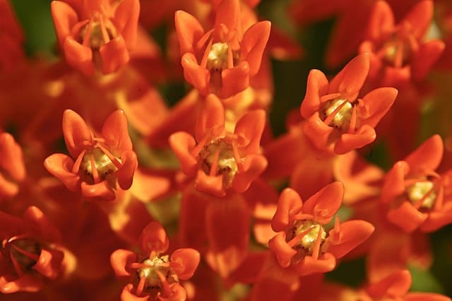橙色马利筋植物/蝴蝶马利筋植物。