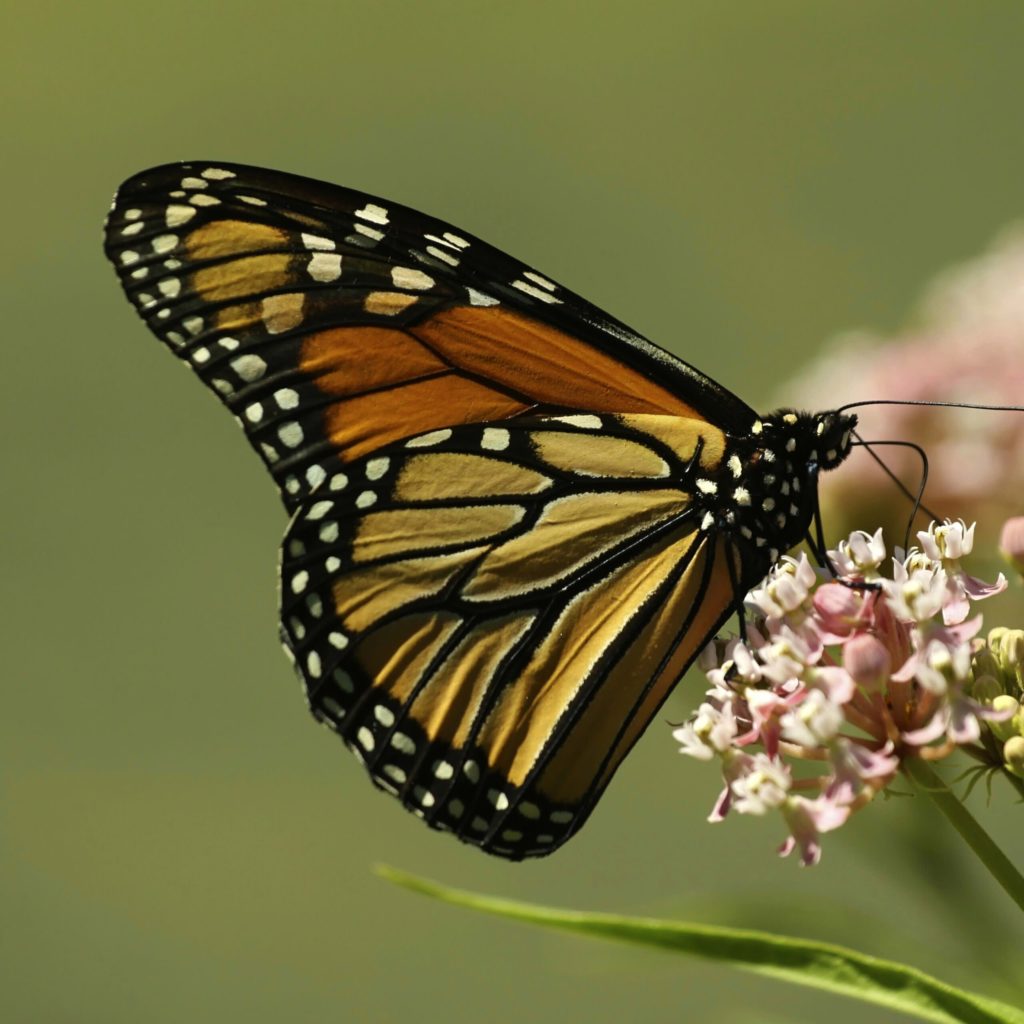 帝王蝶从马利筋植物中吮吸花蜜。