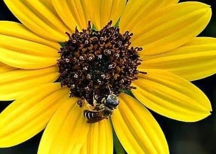 一只蜜蜂在向日葵上