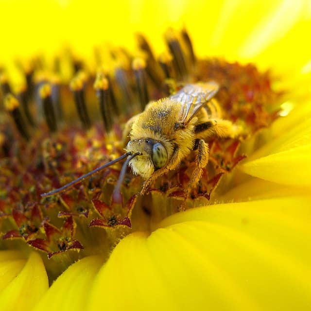 蜜蜂为花授粉