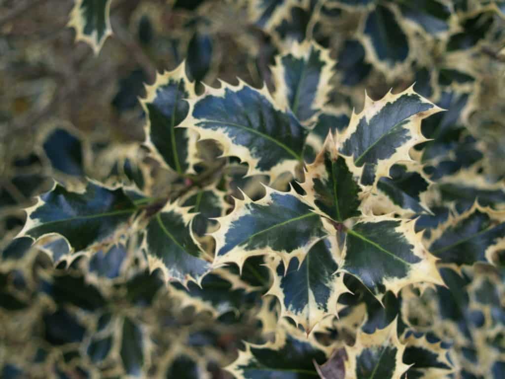英国冬青叶子的杂色，每片叶子都有浅米色衬里