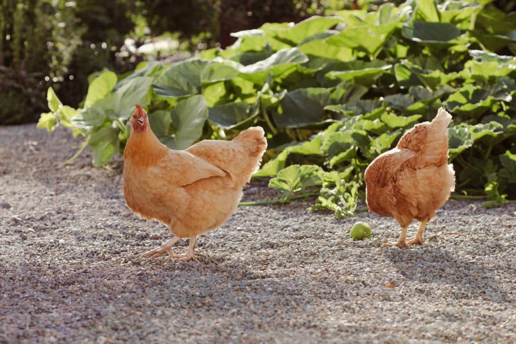 两个光橙色鸡在后院的花园