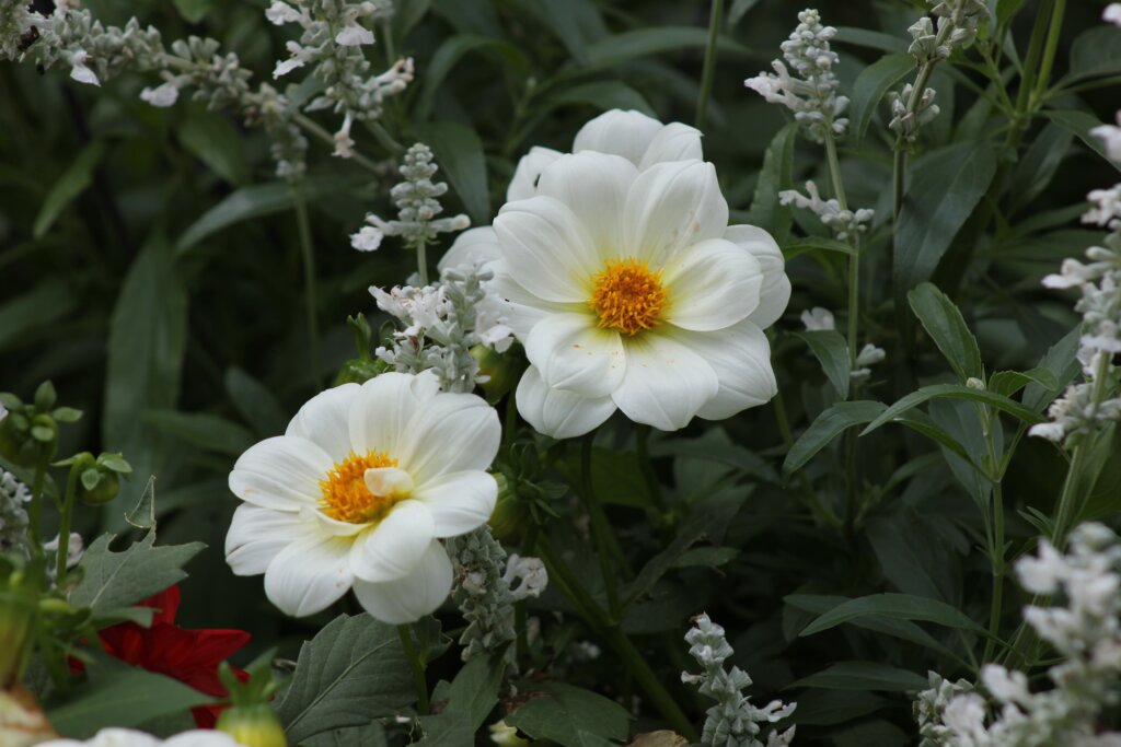 白色的花在花园